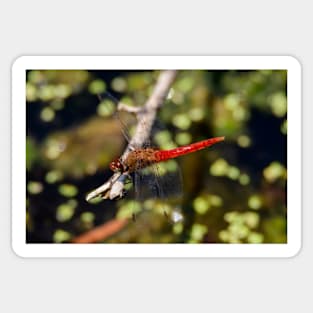 Red-Tailed Pennant Dragonfly Sticker